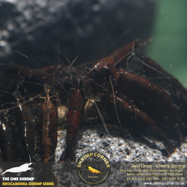 Red Onyx Shrimp