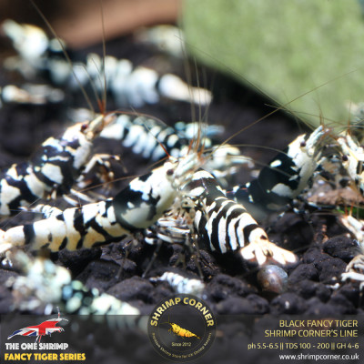 Black Fancy Tiger - Shrimp Corner Line