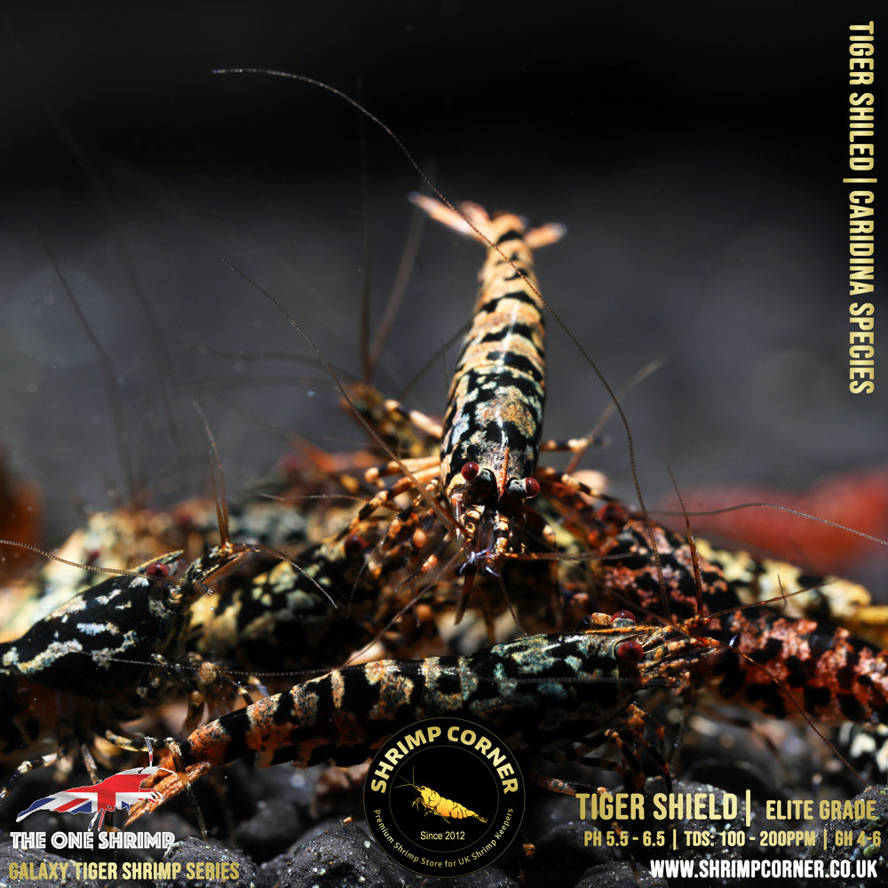 TIGER SHIELD Shrimp | From Multi Awards Winning MT5 Shrimp 2