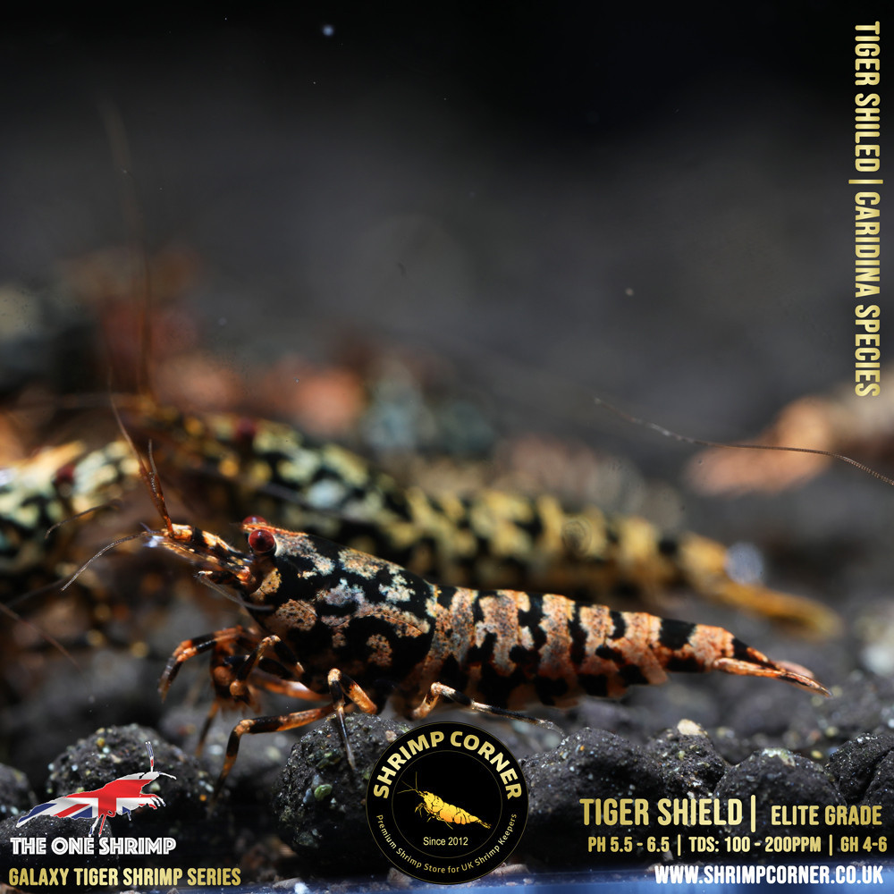 TIGER SHIELD Shrimp | From Multi Awards Winning MT5 Shrimp