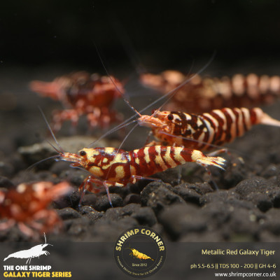 Metallic Red Galaxy Tiger - RED WASP Grade @ Shrimp Corner