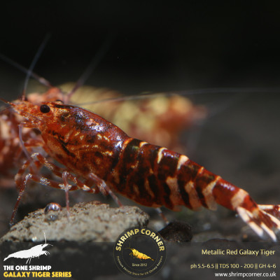 Metallic Red Galaxy Tiger - RED WASP Grade @ Shrimp Corner