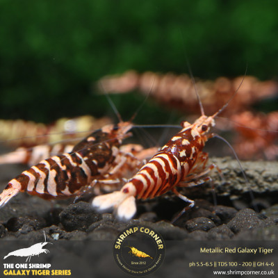 Metallic Red Galaxy Tiger - RED WASP Grade @ Shrimp Corner