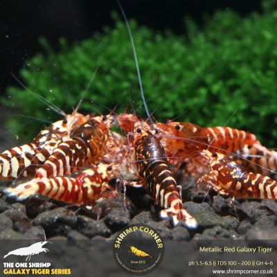 Metallic Red Galaxy Tiger - RED WASP Grade @ Shrimp Corner