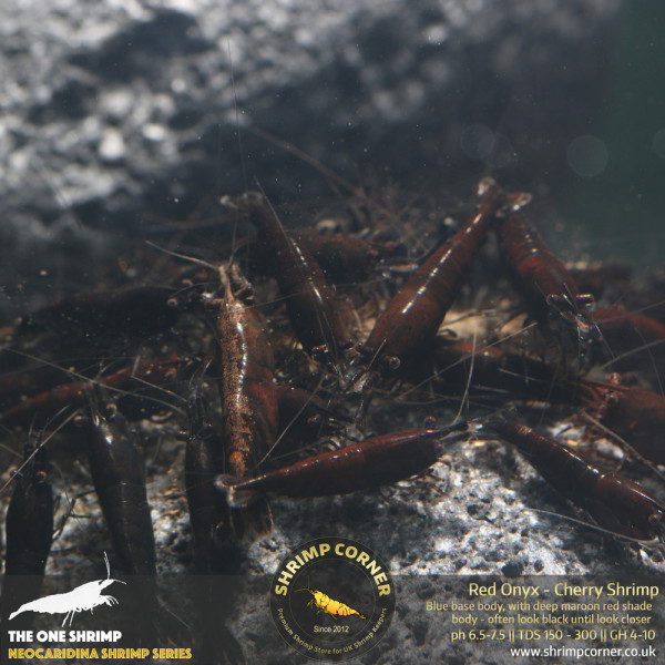 Red Onyx Shrimp
