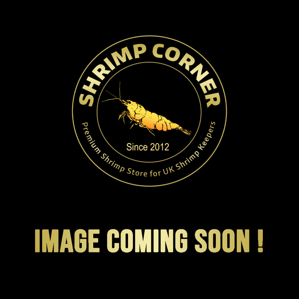 FLAMINGO / PINK BOA Shrimp | SELECT Grade @ Shrimp Corner UK
