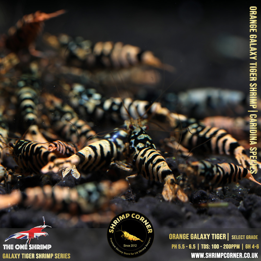 ORANGE GALAXY TIGER Shrimp | From Multi Awards Winning MT5 Shrimp