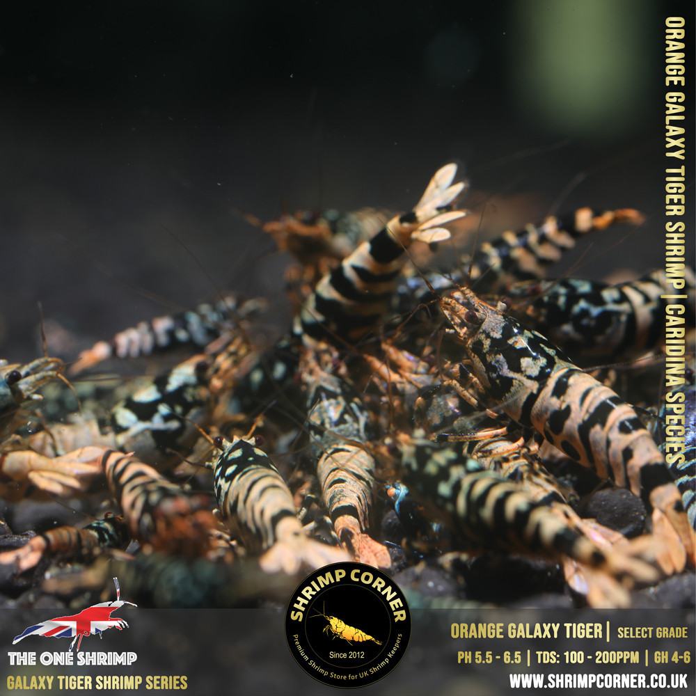 ORANGE GALAXY TIGER Shrimp | From Multi Awards Winning MT5 Shrimp 2