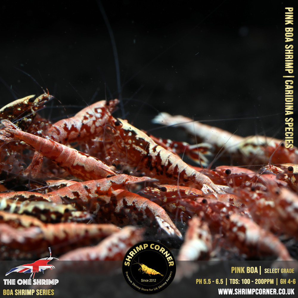 FLAMINGO / PINK BOA Shrimp | SELECT Grade @ Shrimp Corner UK