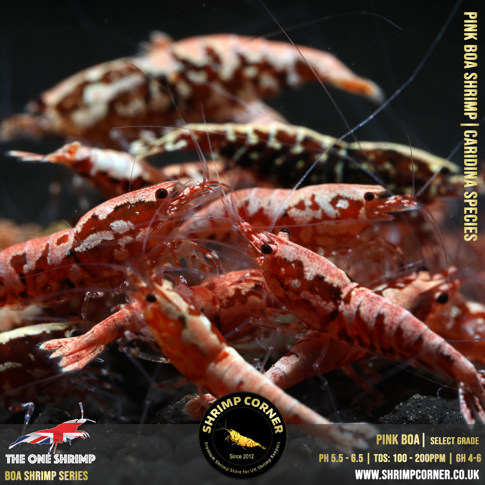 FLAMINGO / PINK BOA Shrimp | SELECT Grade @ Shrimp Corner UK