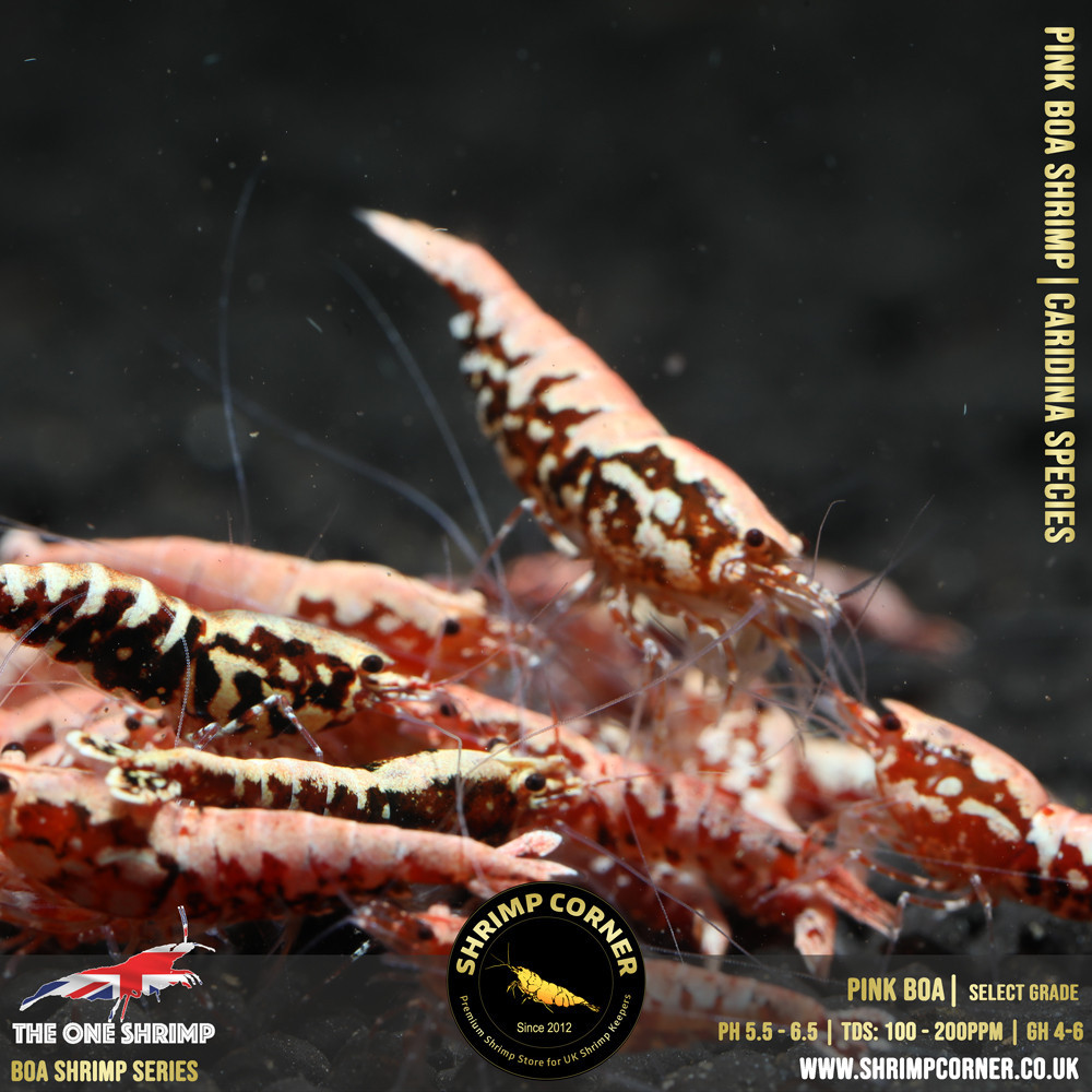 FLAMINGO / PINK BOA Shrimp | SELECT Grade @ Shrimp Corner UK 2