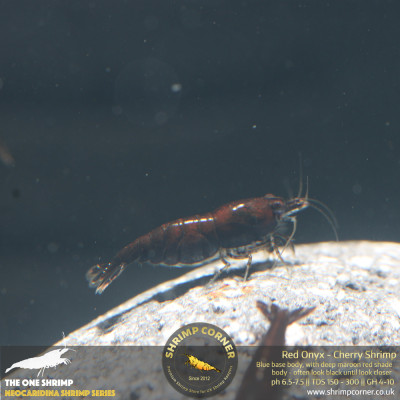 Red Onyx Shrimp