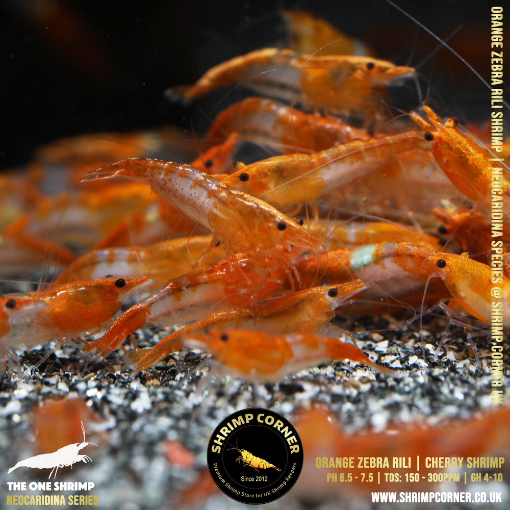 Orange ZEBRA Rili Shrimp @ Shrimp Corner UK 2