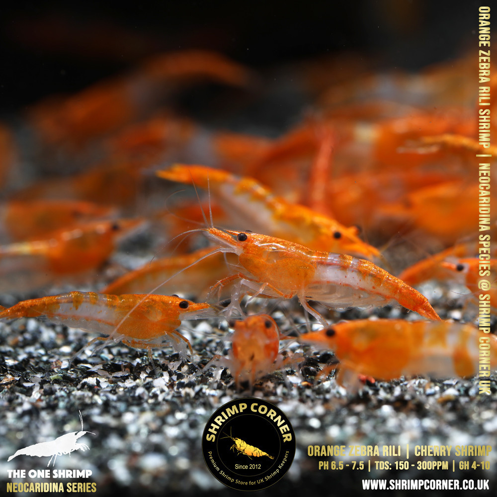 Orange ZEBRA Rili Shrimp @ Shrimp Corner UK