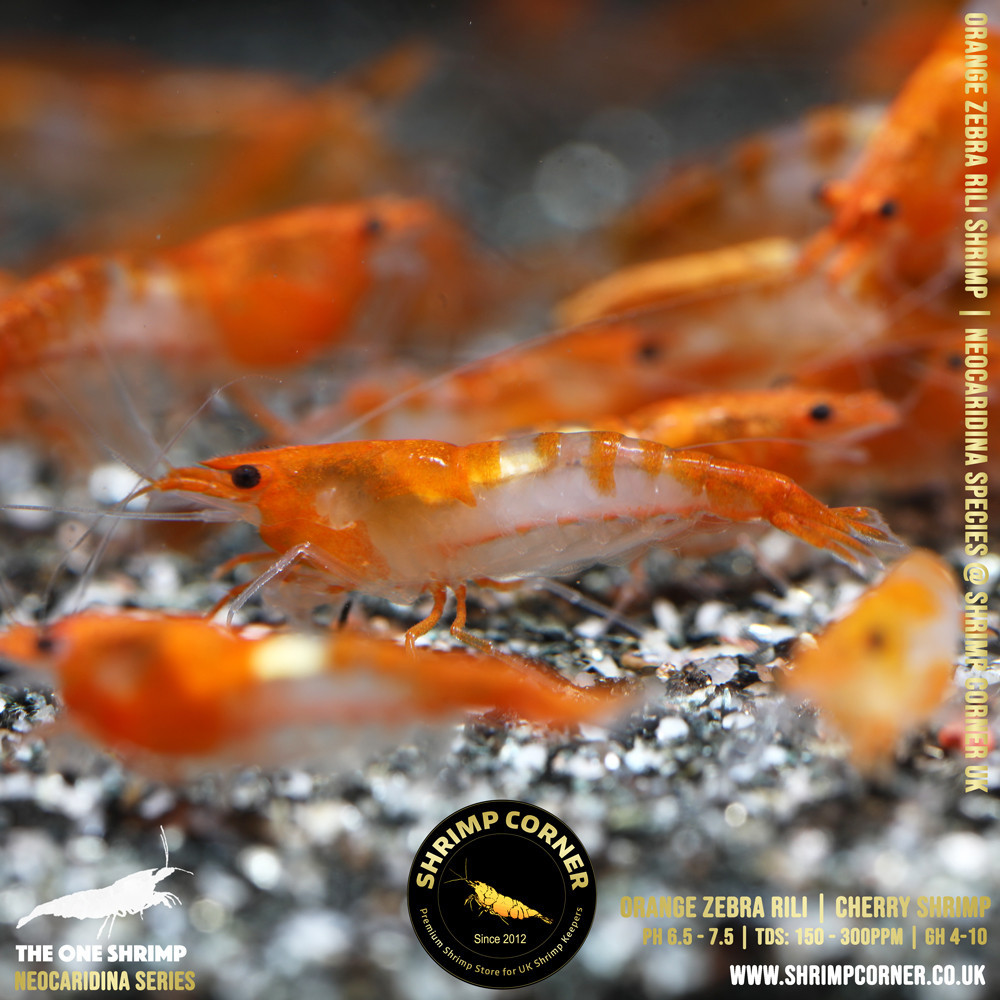 Orange ZEBRA Rili Shrimp @ Shrimp Corner UK