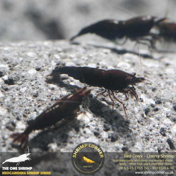Red Onyx Shrimp