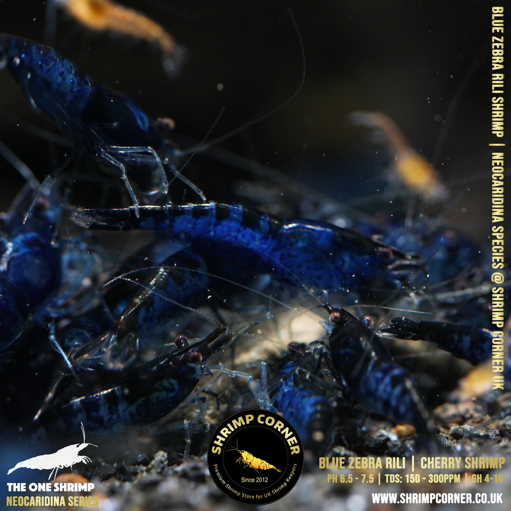 Blue ZEBRA Rili Shrimp @ Shrimp Corner UK 2