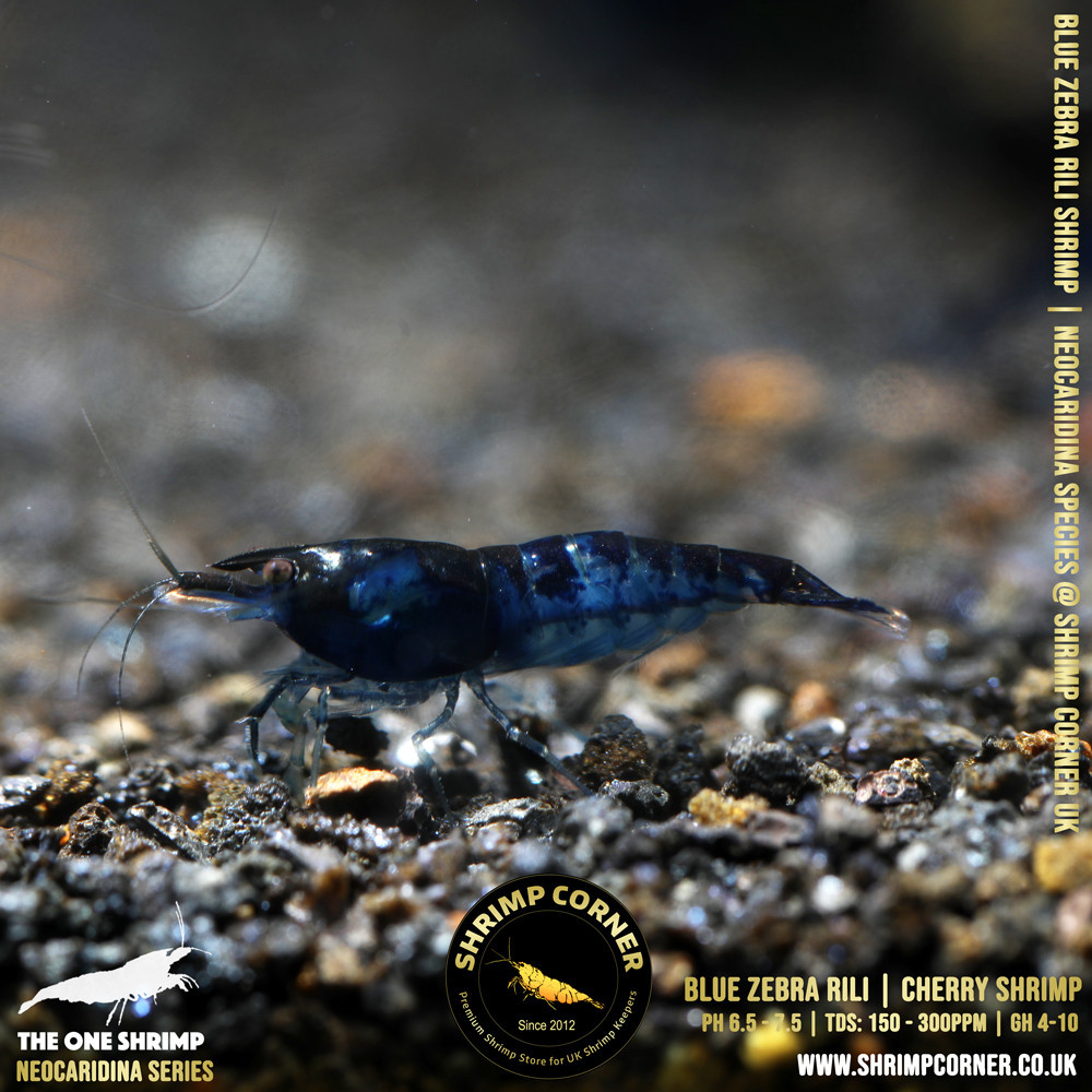 Blue ZEBRA Rili Shrimp @ Shrimp Corner UK