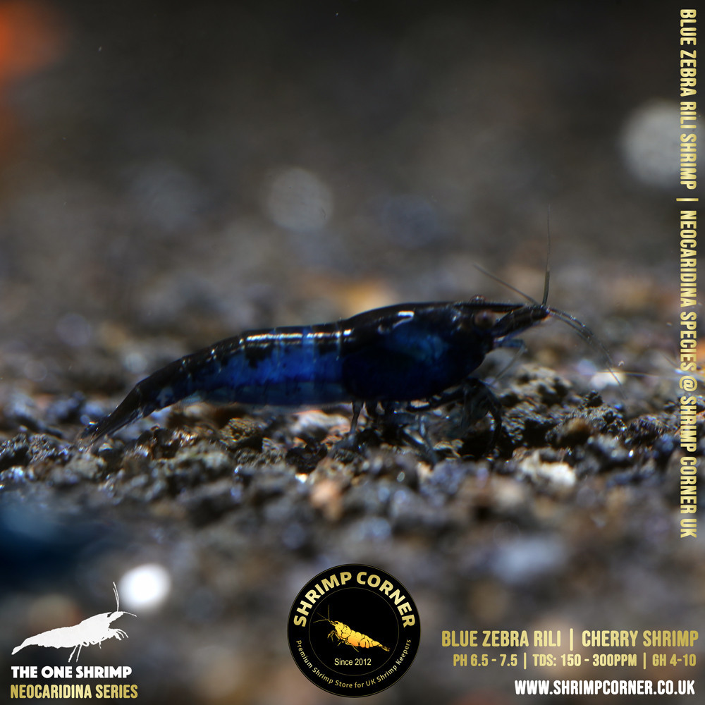 Blue ZEBRA Rili Shrimp @ Shrimp Corner UK