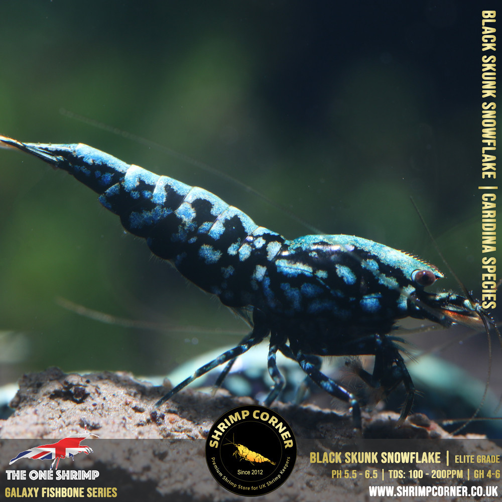 BLACK SKUNK SNOWFLAKE Shrimp | The One Line