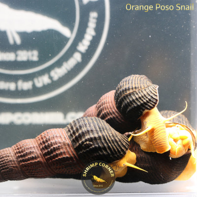 5 X Polo Elephant Snail - FREE GIFT 2