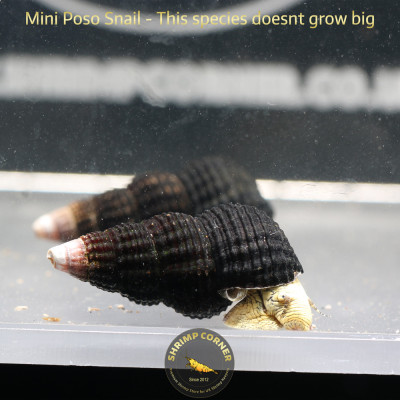 5 X Polo Elephant Snail - FREE GIFT