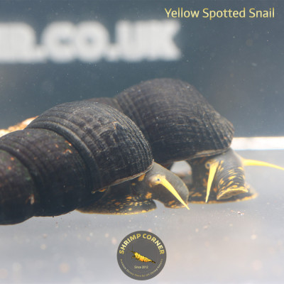 5 X Polo Elephant Snail - FREE GIFT