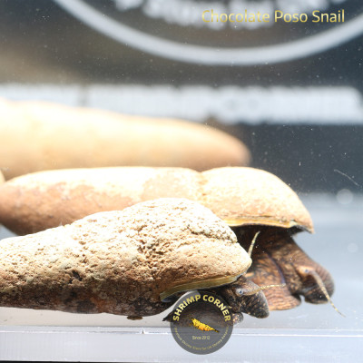 5 X Polo Elephant Snail - FREE GIFT