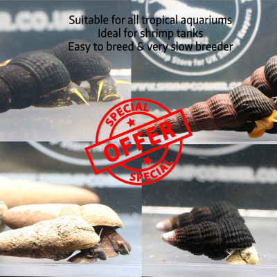 5 X Polo Elephant Snail - FREE GIFT
