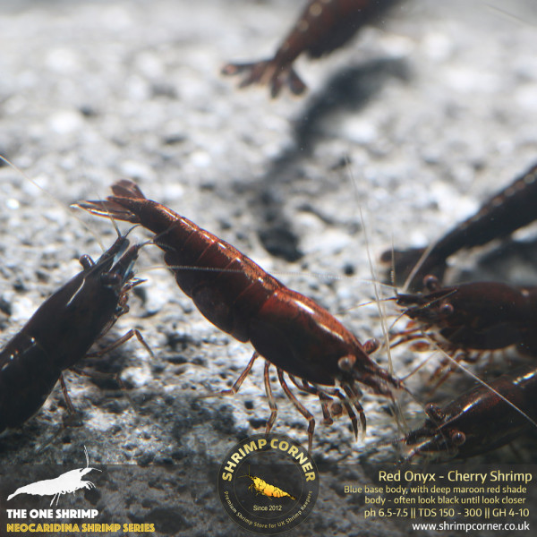 Red Onyx Shrimp