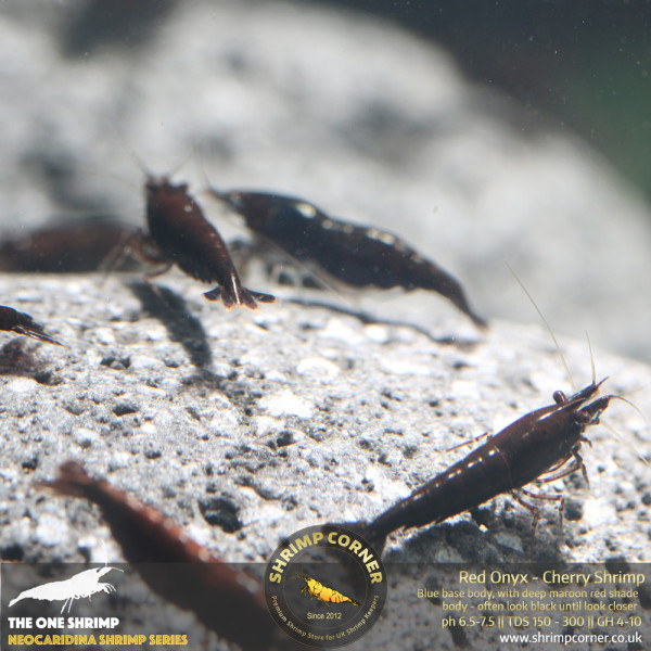 Red Onyx Shrimp
