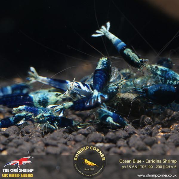 Ocean Blue Shrimp @ Shrimp Corner UK