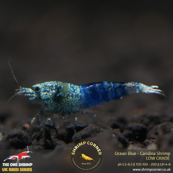 Ocean Blue Shrimp @ Shrimp Corner UK