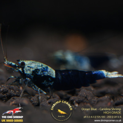 Ocean Blue Shrimp @ Shrimp Corner UK