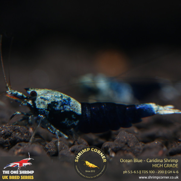 Ocean Blue Shrimp @ Shrimp Corner UK