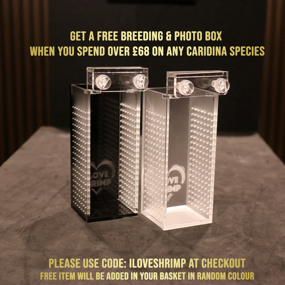 I LOVE SHRIMP™ Acrylic Shrimp Photo & Breeding Box | Box