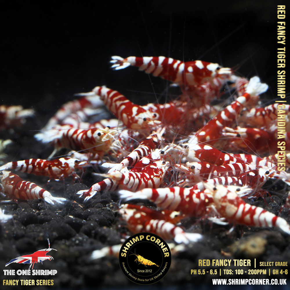 Red Fancy Tiger - Shrimp Corner Line