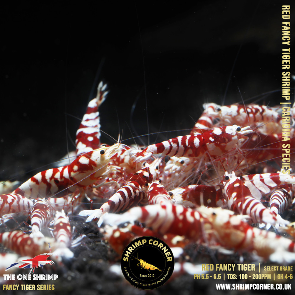 Red Fancy Tiger - Shrimp Corner Line 2