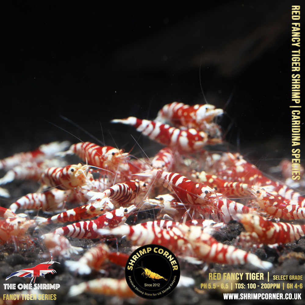Red Fancy Tiger - Shrimp Corner Line