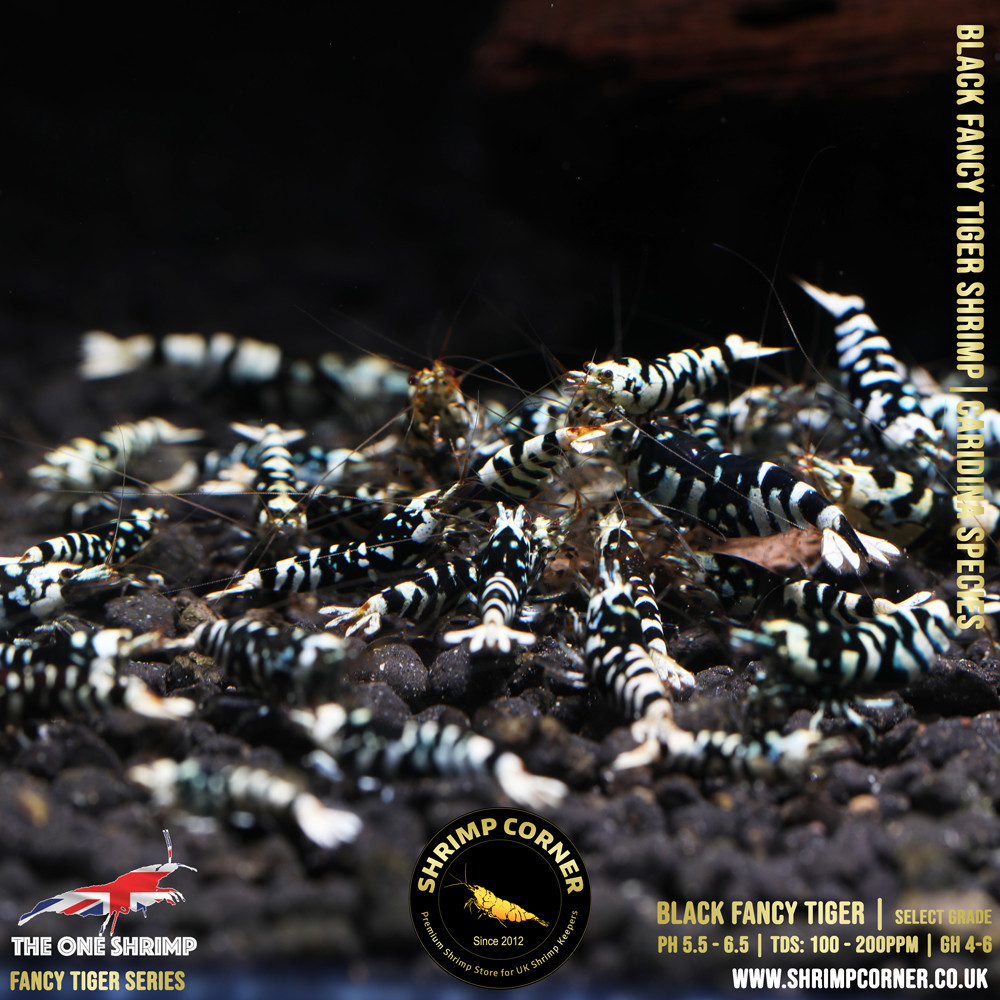 Black Fancy Tiger - Shrimp Corner Line