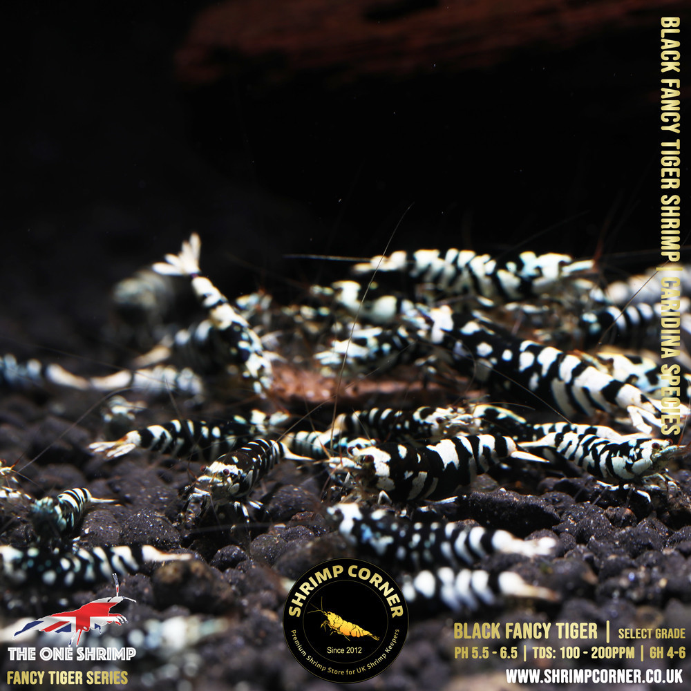 Black Fancy Tiger - Shrimp Corner Line 2