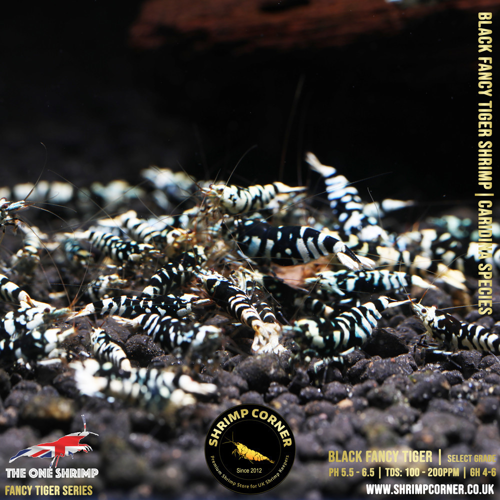Black Fancy Tiger - Shrimp Corner Line