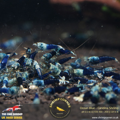 Ocean Blue Shrimp @ Shrimp Corner UK 2