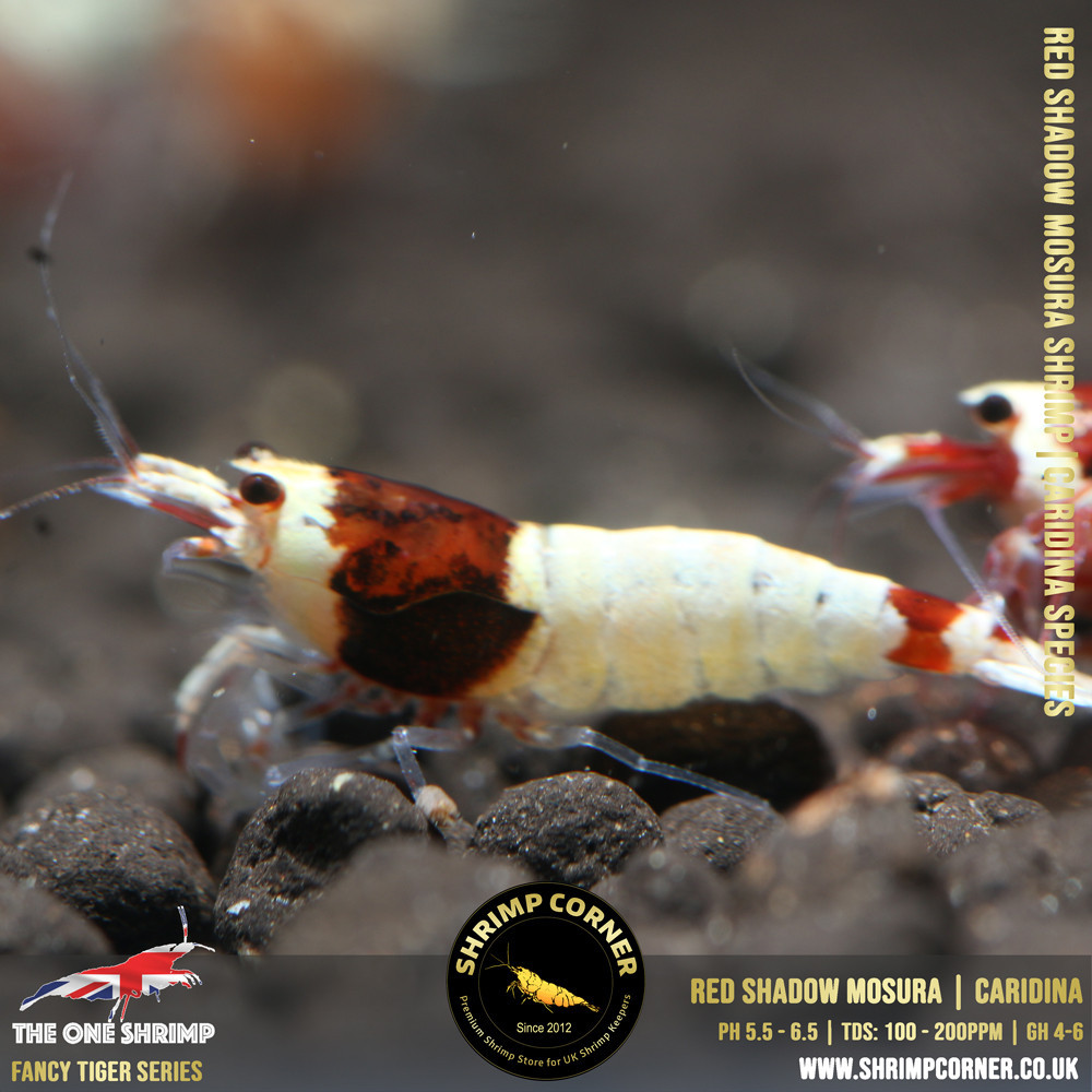 Red Shadow Mosura