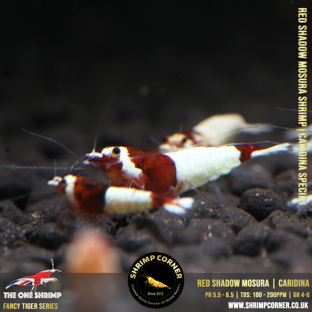 Red Shadow Mosura