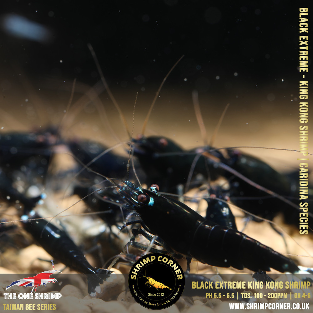 Black Extreme - Black King Kong Shrimp | Taiwan Bee Species