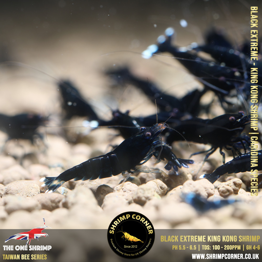 Black Extreme - Black King Kong Shrimp | Taiwan Bee Species 2