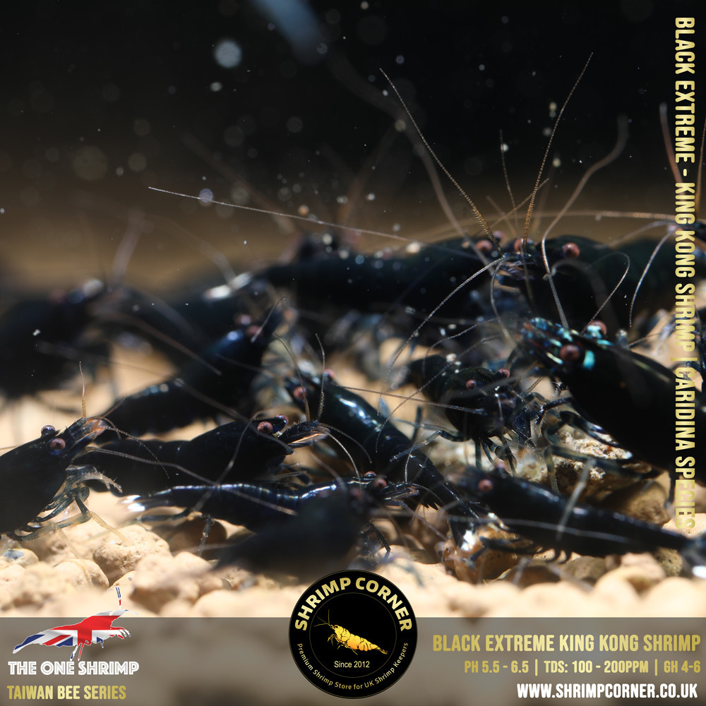 Black Extreme - Black King Kong Shrimp | Taiwan Bee Species