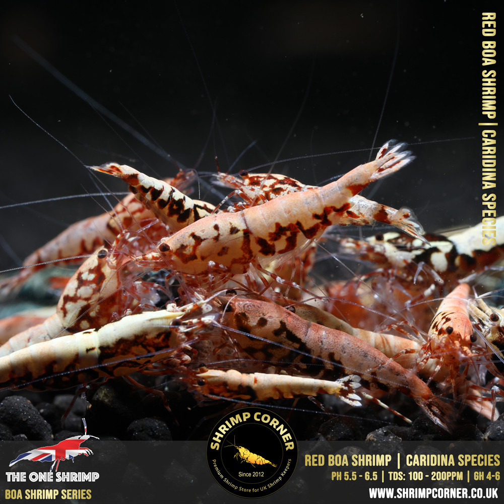RED BOA Shrimp | SELECT Grade @ Shrimp Corner UK
