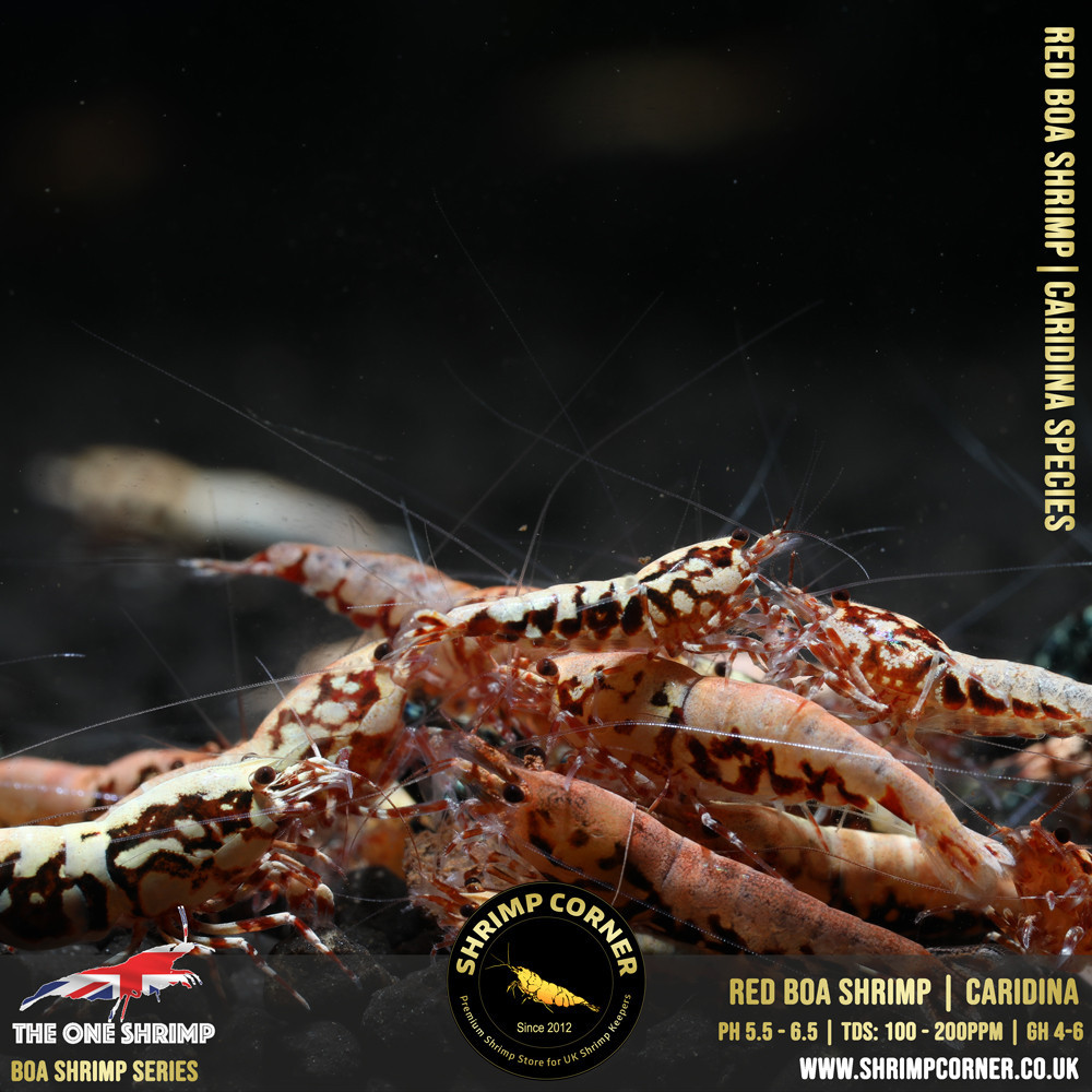 RED BOA Shrimp | SELECT Grade @ Shrimp Corner UK 2